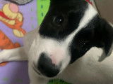 Adoption disponible : chiot femelle de 4 mois