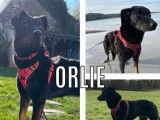 Chienne Beauceron à adopter