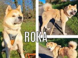 Chien mâle Akita Inu à accueillir