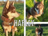 Chiot mâle Husky Sibérien de 8 mois en attente d’adoption