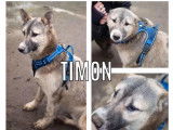 Chiot mâle disponible pour adoption