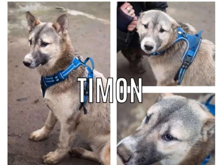 Chiot mâle disponible pour adoption