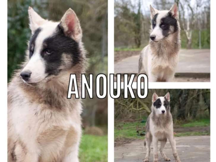 Chiot mâle à adopter