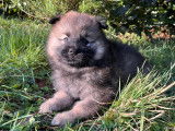 Chiots Eurasier LOF à vendre