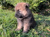 Chiots Eurasier LOF à vendre