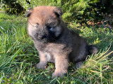 Chiots Eurasier LOF à vendre