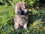 Chiots Eurasier LOF à vendre