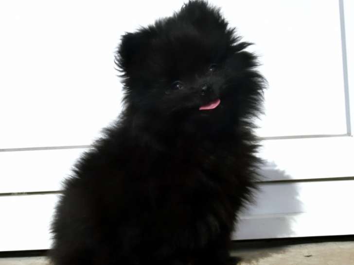Chiot femelle Spitz Poméranien LOF à vendre