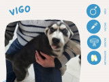 À adopter : chiot mâle Husky Sibérien de 3 mois
