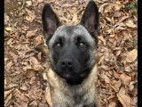 Chien Berger Malinois d'un an prêt pour l’adoption