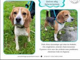 Chien Beagle tricolore à accueillir