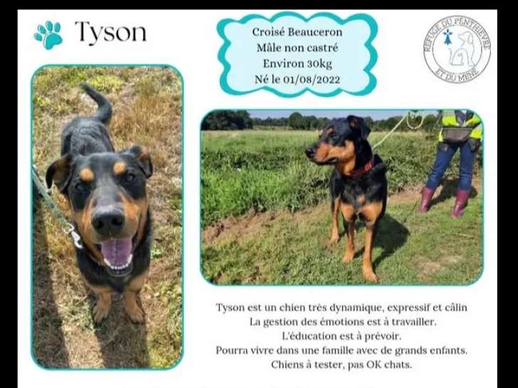 Chien de 3 ans en attente d’un foye