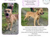 Chienne de 3 ans à la recherche d'un foyer