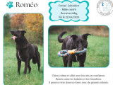 Adoption disponible : chien bringé
