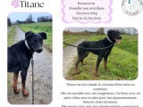 Chienne Beauceron de 2 ans en quête d'une famille