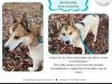 À adopter, chien Groënlandais tricolore