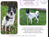 Disponible à l'adoption, chienne Groënlandais noir et blanc