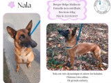 Prête pour l’adoption, chienne Berger Malinois fauve