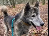 En attente d’une famille, chien gris et blanc