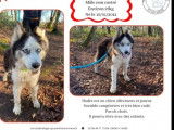 À la recherche d'un foyer, chien Husky Sibérien gris et blanc adulte