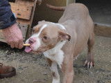 Adoption disponible : chienne de 2 ans