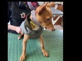 Disponible à l'adoption : chien d'un an