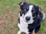Chien Border Collie à accueillir