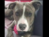 Chienne American Staffordshire Terrier en attente d’un foyer