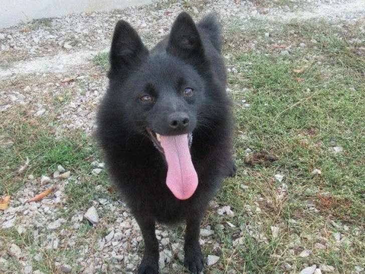 Chienne Schipperke de 8 ans en quête d'une famille