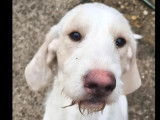 Disponible à l'adoption, chien blanc
