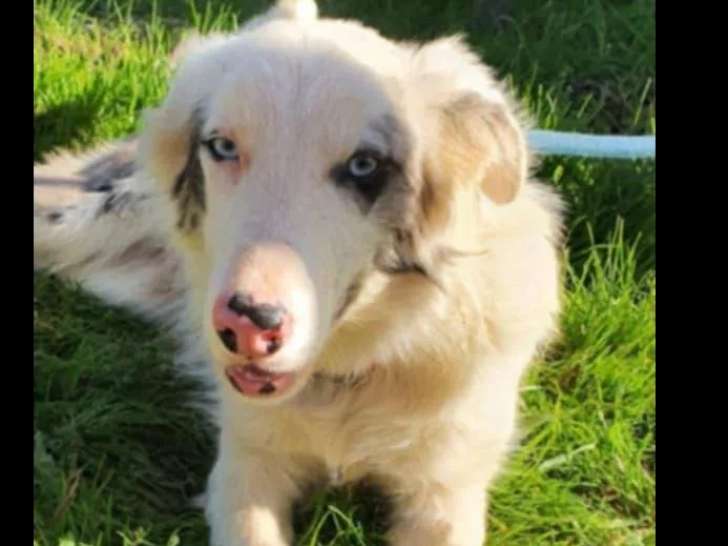 En quête d'un foyer, chien Border Collie d’un an
