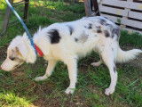 En quête d'un foyer, chien Border Collie d’un an