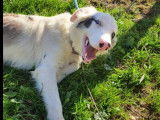 En quête d'un foyer, chien Border Collie d’un an