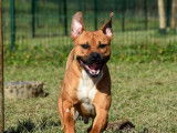 À adopter : chien Staffordshire Bull Terrier d’un an