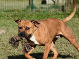 À adopter : chien Staffordshire Bull Terrier d’un an