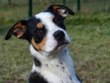 Disponible à l'adoption : chienne d’un an