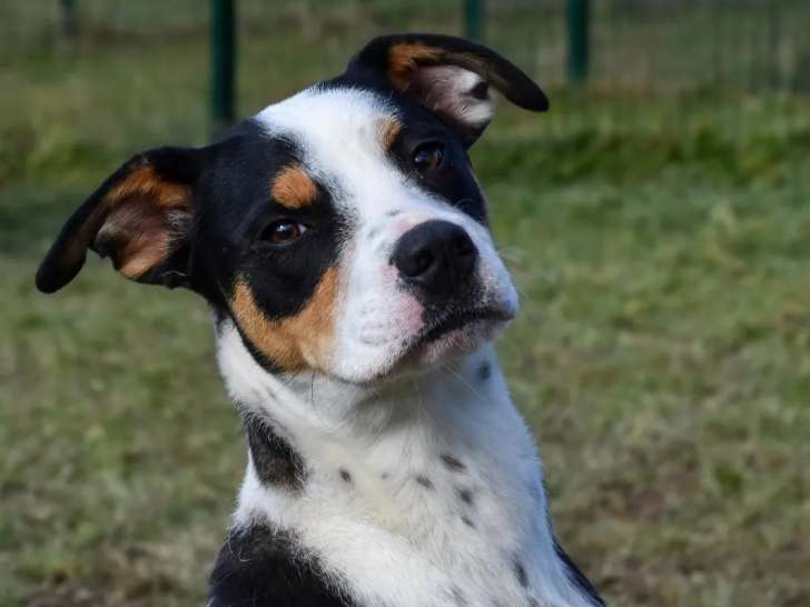 Disponible à l'adoption : chienne d’un an
