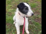 Prêt pour l'adoption : chien Fox Terrier de 2 ans