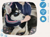 Adoption disponible : chiot mâle Husky Sibérien de 3 mois