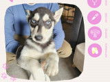 Chiot Husky Sibérien femelle de 3 mois à adopter