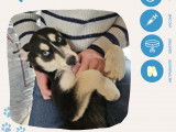 Chiot Husky Sibérien mâle disponible à l'adoption