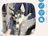 Chiot Husky Sibérien mâle de 3 mois prêt pour l’adoption
