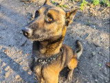 Chien Berger Malinois de 4 ans à accueillir