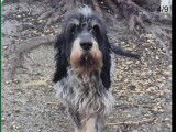 Chien de 4 ans en attente d'une famille