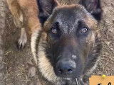 Chien Berger Malinois à la recherche d'une famille