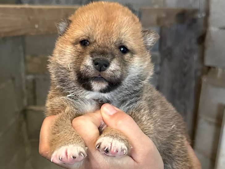 Chiot Shiba Inu LOF à vendre