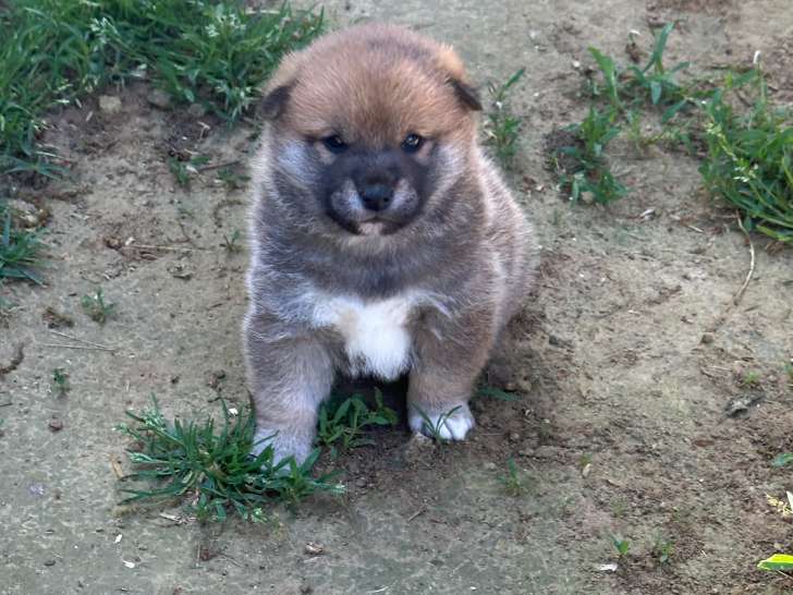 Chiot Shiba Inu LOF à vendre
