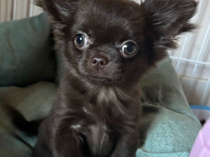 Superbe femelle Chihuahua chocolat à vendre