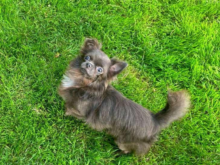 Jeune mâle Chihuahua adulte à vendre