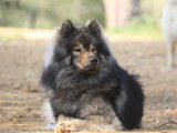 Mâle Eurasier disponible pour saillie